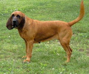 Bloodhound cane clearance